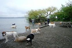 dog park in seattle