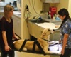 pet friendly vets in seattle, veterinarians in seattle washington